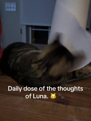 A post by @ldysparkle on TikTok caption: #catsoftiktok 