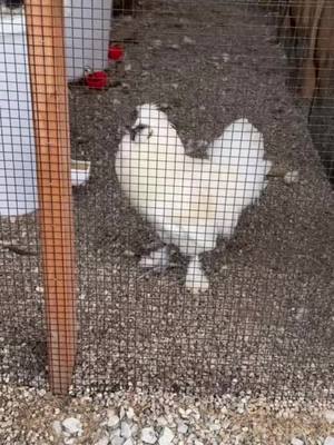 A post by @catsncoons on TikTok caption: Finding his voice #Chicken #Silkie #Voice #Farm 