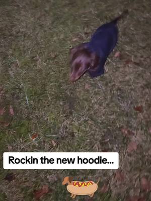 A post by @_morbius_74 on TikTok caption: #daschund #daschundpuppies #daschundlife #daschundsoftiktok #fyp #foryoupageofficial #PetsOfTikTok 