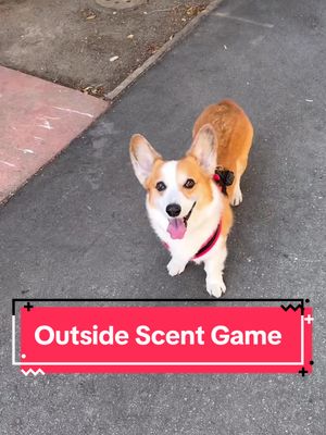 A post by @ketchupthecorgi on TikTok caption: Ketchup’s nose is next level. Found a coffee cup sleeve hidden at the middle school just by scent. Just watch her go. Plus bonus footage of us being cringy. 😛 #KetchupTheCorgi #ScentHound #dogsoftiktok #outside 