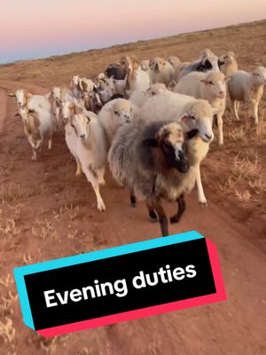 A post by @cowboy_woolboy on TikTok caption: My favorite part of the day is when they follow me back to the corral 🥲 #navajo #navajonation #navajotiktok #nativetiktoks #sheep #sheepfarmer #goat #animals #animalsoftiktok #life #happiness #dailylife #Lifestyle #culture #tradition 