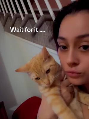 A post by @graciefreakinmay on TikTok caption: #funnyvideos #funnypets #catsoftiktok #tiktokcats 