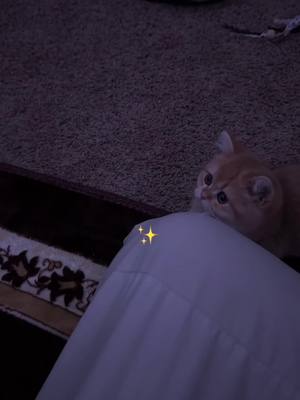 A post by @its0saman on TikTok caption: My sisters cat 🤩 @Marjan #cat #islam #nasheed #fypシ 