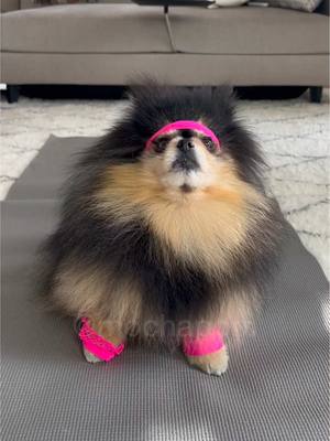 A post by @mochapom on TikTok caption: Getting summer body ready 💪🏽 #pomeranian 