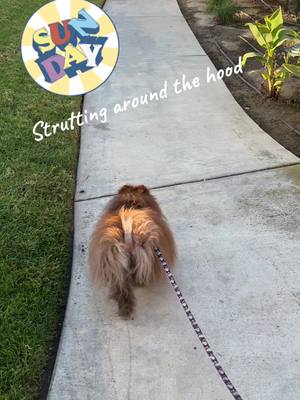 A post by @cocoapuff_pom on TikTok caption: Sunday strut. The world is mine 🤣🤣#oneeyeddog #strutting 