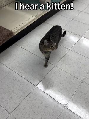 A post by @nova_and_luna_shepherd on TikTok caption: Our store cat going viral on her Facebook page! Just from this video alone! A customer brought in a crying kitten and was getting supplies for it and Queenie went nuts! #storecat #feederspetsupply #mountpleasant #michigan #queenieoffeeders #kittencry 