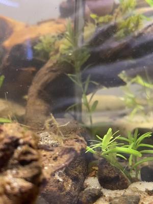 A post by @freshfusionfx on TikTok caption: #aquascape 