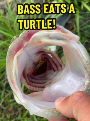 A post by @adubfishing on TikTok caption: This bass ate a TURTLE! 👀😳 It’s crazy what you see when you’re fishing, especially bass fishing! Bass will eat just about anything! #fishing #bassfishing #fish #fishinglure #fishingvideo #fishinglife 