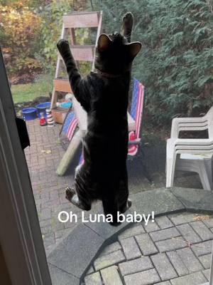 A post by @ldysparkle on TikTok caption: Daily dose of Luna. I have a pet proof screen so dont worry. #catsoftiktok 