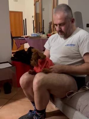 A post by @chihuahuachepassione on TikTok caption: Che bravo papà♥️💪🐾🐶