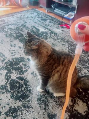 A post by @amandav016 on TikTok caption: Gotta keep the kittys entertained!!! #catsoftiktok #cats #catsplaying #interactivetoys 