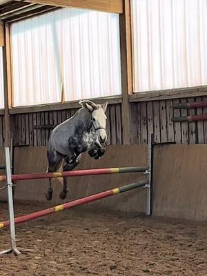 A post by @ah.fotografie on TikTok caption: Habt ihr euere Pferde/RBs schon mal Freispringen lassen?🙈 #horse #equestrian #foryou #fyp #connemara #connemarapony #HorseRiding #freispringen @Saida 