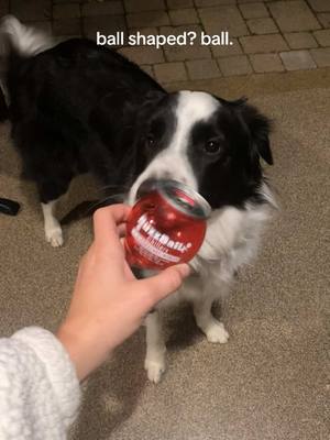 A post by @elliestanek6 on TikTok caption: bruh #buzzball #buzzballs #ball #bordercollie #dog 