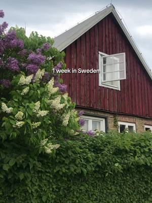 A post by @communist_gerbil on TikTok caption: 1 week in Sweden.  #swedentravel #interrail #eurail #travelsweden #venisland #scandinavia #scandinaviansummer 