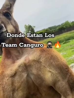 A post by @werito.664 on TikTok caption: #teamcaguro 