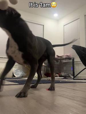 A post by @mcconneliter2 on TikTok caption: The mess this child creates and exhausting nights to get zoomies out 24/7😂 #fyo #foryou #pitbull #dogsoftiktok #dog #viral #funnyvideo 