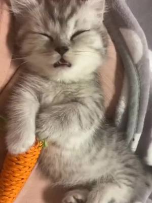 A post by @humorr_hub on TikTok caption: My cute cat! #Pet #CutePet #Cat #cuteanimals