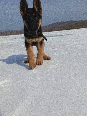 A post by @gerpersey on TikTok caption: Персей, скоро исполнится годик #germanshepherd #немецкаяовчарка 