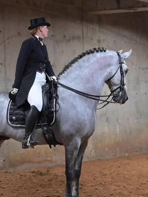 A post by @morganmoore031 on TikTok caption: Campero in his show hack debut 🥰 #saddleseat #andalusian #pre #purarazaespañola #andalusian #stallion #ride #gallop #trot #champion #horseshow #horsesoftiktok 