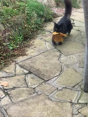 A post by @lauras_cats on TikTok caption: 4 years on and still one of my favourite leaf deliveries. It looks like she has a big orange beard 🤣 