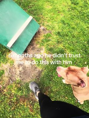 A post by @kaygenovaa on TikTok caption: And thats on confidence building #dogs #dogtrainer #confidence #dogsoftiktok #dogsoftiktok #adgility #dogtok 