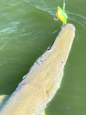 A post by @catching_dinosaurs on TikTok caption: Pretty incredible fishery to be able to land 100 pound fish on lures consitantly #lurefishing #rivermonster #fishingreels #fishingtackle #rattletrap #bassfishing #prehistoric #topwaterfishing 