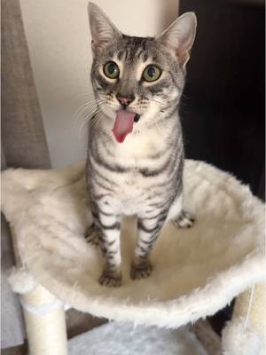 A post by @thecatgiza on TikTok caption: 😛 #egyptianmau 