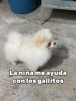 A post by @jordijuarez7 on TikTok caption: La niña me quiere ayudar a darle de comer a los gallitos #pomeranian #pomerania #viral #viralvideo #kikirikisjordyjuarez #gallitosminiatura #kikirikis #gallitos 