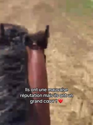 A post by @ideodestroisvallees on TikTok caption: ❤️ #pourtoi #fyp #chevaux #equitation #trotteurfrancais #lugarduringeat #harasduringeat 