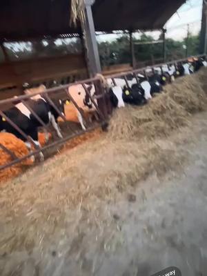 A post by @chris_agri on TikTok caption: This is British Beef Farming in the flesh 🫶#ukfarming #agri #britishfarmers #yfcdoitbest #yfc #farmtok #trending #2024 