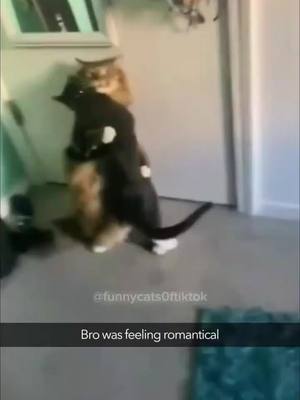 A post by @donalttfohddobbin on TikTok caption: When Pets Go Wild#pets #petstories #funnypets #petantics #petmishaps #hilariouspets #petadventures #laughter #pethumor #four - leggedfriends (192)