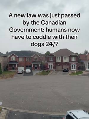 A post by @thecanadianbully on TikTok caption: It’s a new law, search it up🤷🏽‍♂️ . . . . . . . . . . . #trending #dogsoftiktok #fyp #viralvideo #trends #viral #pitbull #pitbullsoftiktok #dogs #forfun #dog #foryoupage #fyp #foryou #doggo #pets #doglover #dogmom 