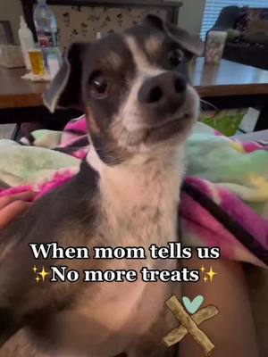 A post by @pollytaylorandjessie on TikTok caption: #onthisday  Mom thinks shes funny and shes not! #treatsarelife #tiktokdogs #dogmom #humor 