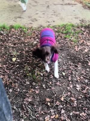 A post by @lilymason011 on TikTok caption: 🥹🥹🥹  #marleyandme #spaniel #springerspaniel #fyp 