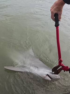 A post by @catching_dinosaurs on TikTok caption: Doubled up on 5 footers while fishing big live baits.  #fishing  #outdoor  #seaarkboats  #bullshark  #sharks  #prehistoric  #nature  #explore  #tarponfishing