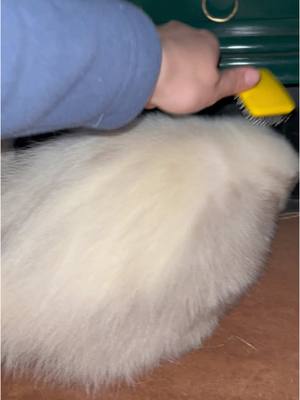 A post by @sophia_bbbb on TikTok caption: Mazikeen the skunk enjoying a brush in front of the fire @everyone  #skunk #tranding #skunks #beauty #exoticpets #exotic #viral #viraltiktok #dog #puppylove #animal #animalsoftiktok #wildlife #cuteanimals #pet #cuddle #wildanimals #PetsOfTikTok #everyone #for #foryoupage❤️❤️ 