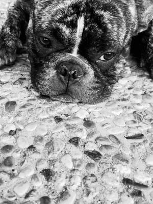 A post by @maylo25.01.23 on TikTok caption: #maylo #französischebulldogge #frenchbulldog #buldogfrances#hund#dog #caine#iloveyou#traurig#sad#trist#🖤 #🐾 