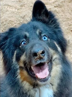 A post by @keeshatheshepherd on TikTok caption: Another lovely agility class yesterday! 🙏 this new class has multiple dogs out and working at the same time which initially really freaked me out but he’s been really really great. Loudest in the class but that’s always been the norm anyway. 🤪 love love love seeing progress be made and very happy to be continuing into the winter months this year! I’ll post my slo mos soon just need to edit them. The bane of my existence basically.  #agility #dogsports #fatty #badman #mydarlingangel 