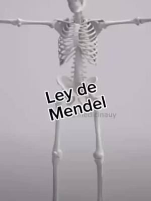 A post by @medicinauy on TikTok caption: #leydemendel #mendel #genetica #anatomia #medicina #medicinauy