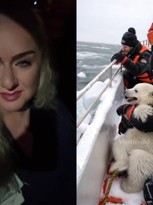 A post by @chrisinda_cybersbigsis on TikTok caption: #duet with @mysticwild #polarbear #preciousmoments Every once in a while we can #crosstheline #Love of #animals #helping those who ask for help