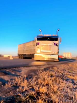 A post by @flatland5.seven on TikTok caption: @Jptrucking slippin across the prairie #fyp #foryou #staymad #staytoxic #truckcommunity #trucksoftiktok #leftlanegang #asphaltcowboy #countryboy #saskatchewan #trucksontiktok #truckersoftiktok #tiktokcanada #cabover #cabovertruck #cattlehauler #cowwagon #bullhauler #bullhaulerlife #cattledog #cowsoftiktok #peterbilt #kenworth #showtruck #showtime 