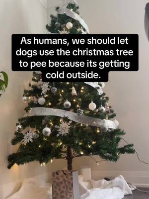 A post by @thecanadianbully on TikTok caption: We hate the cold 🥶 . . . . . . . . . . #trending #dogsoftiktok #fyp #foryoupage #foryou #viral #viraltiktok #foryoupage❤️❤️ #pitbull #pitbullsoftiktok #forfun #pov #tiktokviral #christmas 