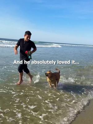 A post by @neenib on TikTok caption: I Gave A Shelter Dog The BEST DAY EVER 🥹❤️🐕