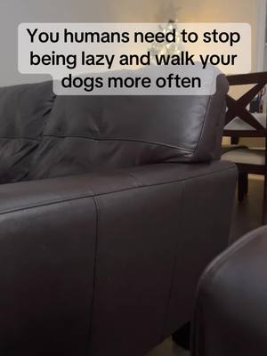 A post by @thecanadianbully on TikTok caption: Stop being lazy🤷🏽‍♂️ . . . . . . . . #trending #dogsoftiktok #foryou #viral #viraltiktok #foryoupage #pitbullsoftiktok #pitbull #forfun #pov #dogs #pets #dog #tiktokviral 