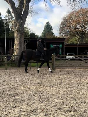 A post by @lilymason011 on TikTok caption: Very proud of my (not so) little DIY pony Berry 💖🤩 #equestrian #warmblood #irishsports #younghorse #fyp 