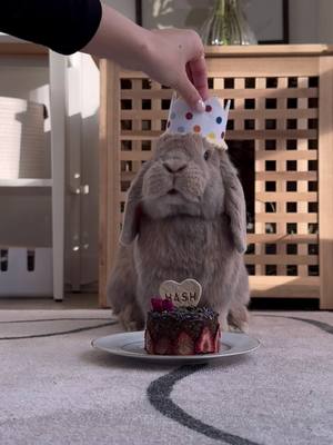 A post by @thebrekkiebuns on TikTok caption: Every King deserves a crown…and a cake from @thebinkery 👑🎂 . . . #petbunny #petrabbit #treat #cake #bunnytreat #cutebunny #birthday #birthdaycake 