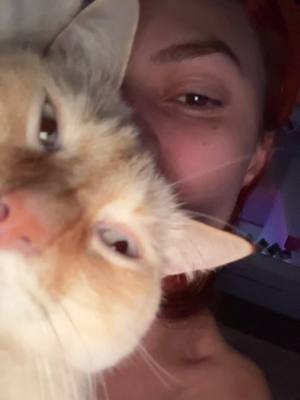 A post by @daiielapr on TikTok caption: Buenos días buenas tardes de Mewton y muach✨😌🩵 #catmom #pr 