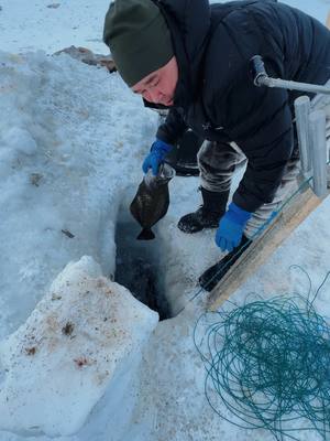 A post by @joehattab on TikTok caption: Greenland ice fishing صيد السمك من تحت الجليد 