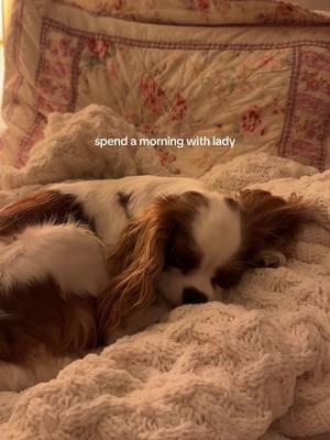 A post by @coquettecavalier on TikTok caption: spend a day with lady 🤍🐶🧺🍂 @Open Farm Pet #openfarmpartner 