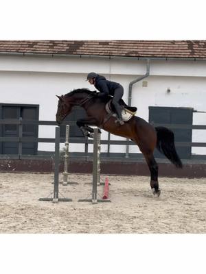 A post by @gandori on TikTok caption: Meet: CRACKO ( Crack (Cornet Obolensky) X Casall ) 4-year-old stallion. He is very sweet caracter, easy to ride. Ideal for amateur and young rider. #FORSALE ‼️ #showjumping #showjumper #showjumpinghorse #equestrian #equestrianlife #younghorse #training horse by: @ZOLTÁN MEDGYESI 